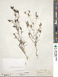 Cordylanthus tenuis image