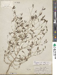 Cordylanthus tenuis image