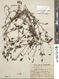 Cordylanthus tenuis image