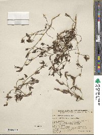 Cordylanthus tenuis image