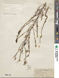 Cordylanthus tenuis image