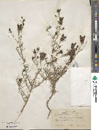 Image of Cordylanthus wrightii