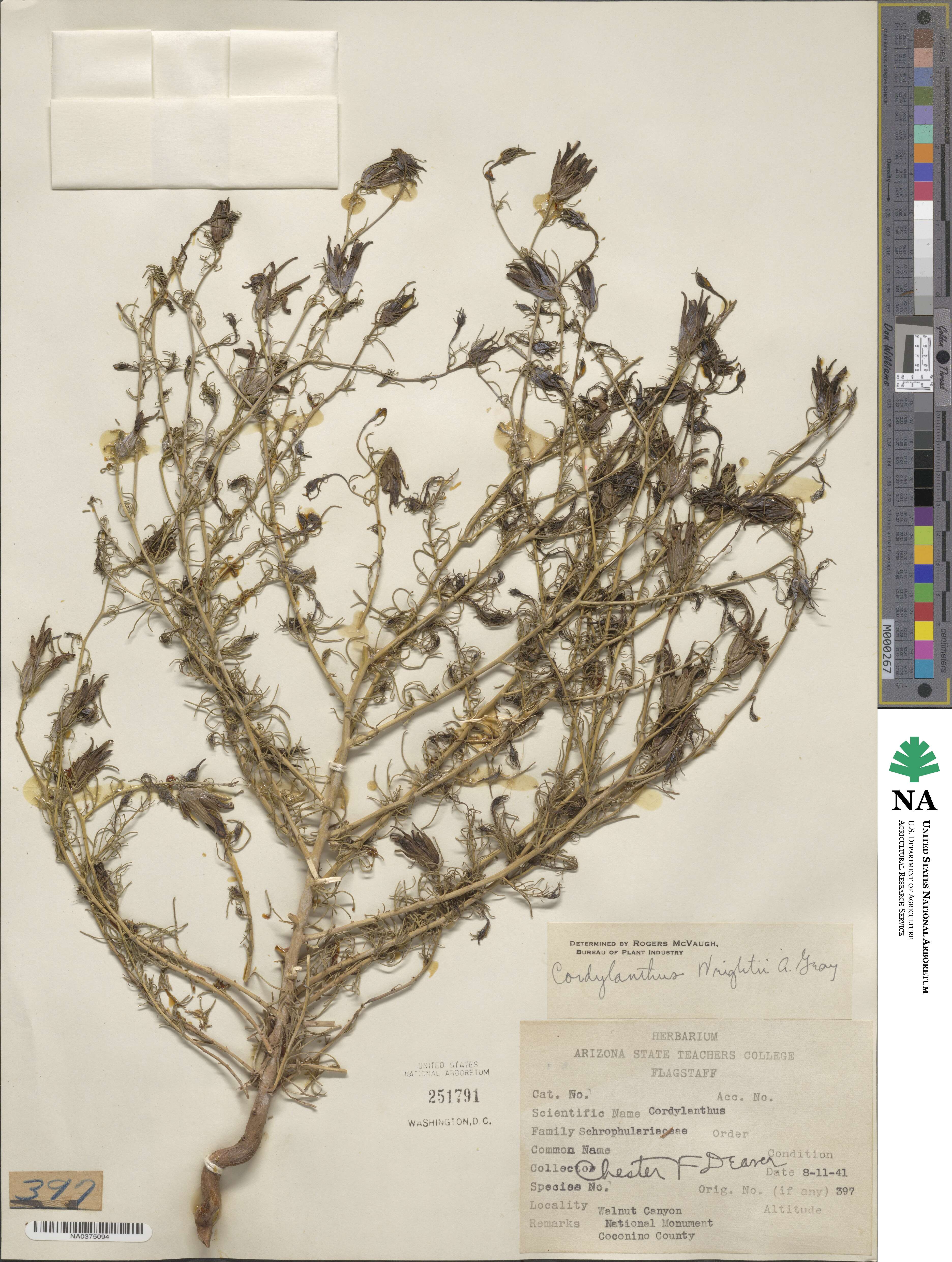 Cordylanthus wrightii image