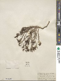 Cordylanthus wrightii image