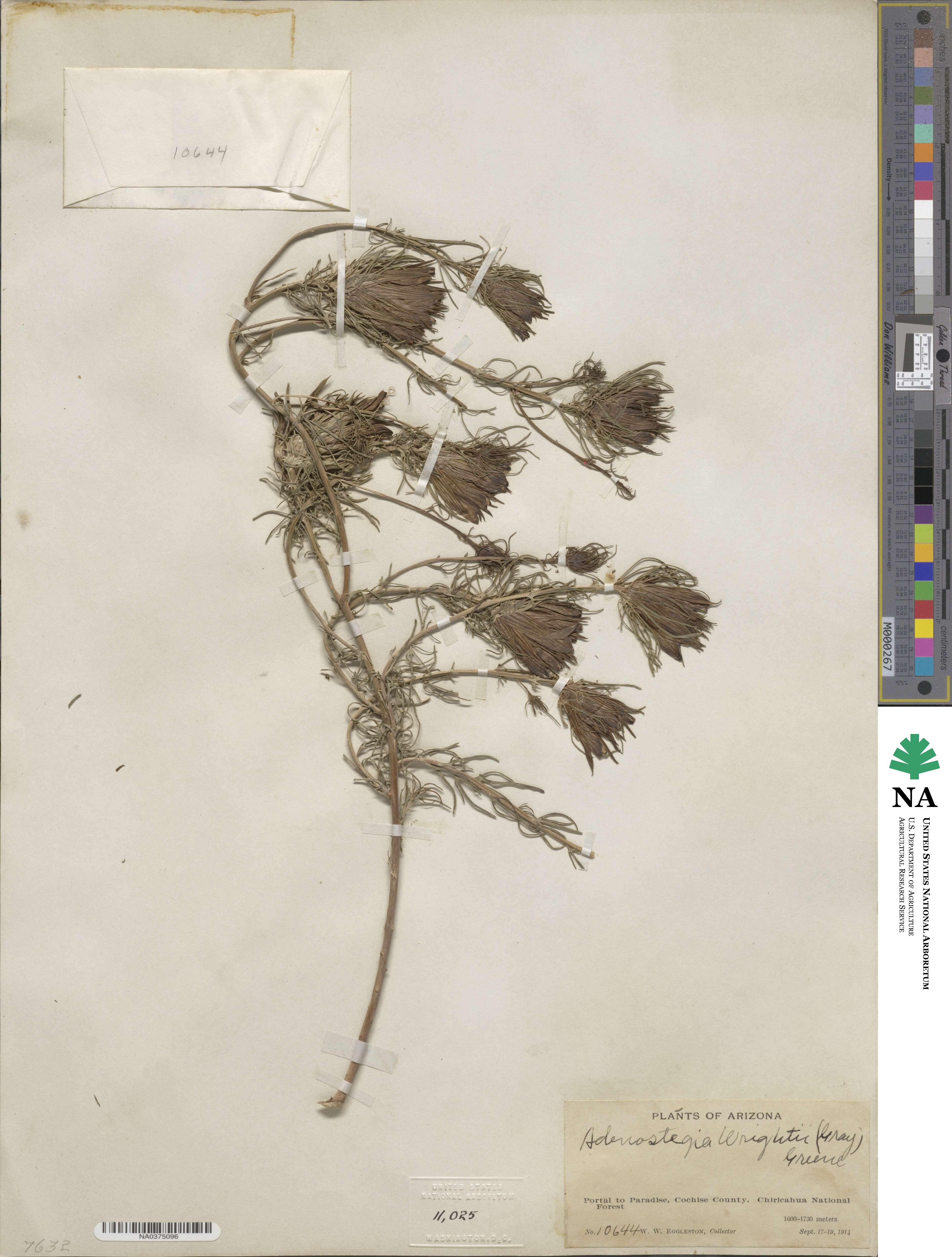 Cordylanthus wrightii image