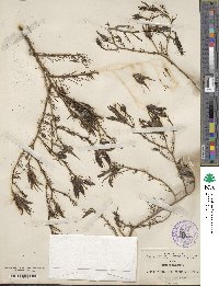 Cordylanthus wrightii image