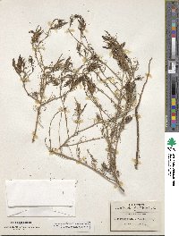 Cordylanthus wrightii image