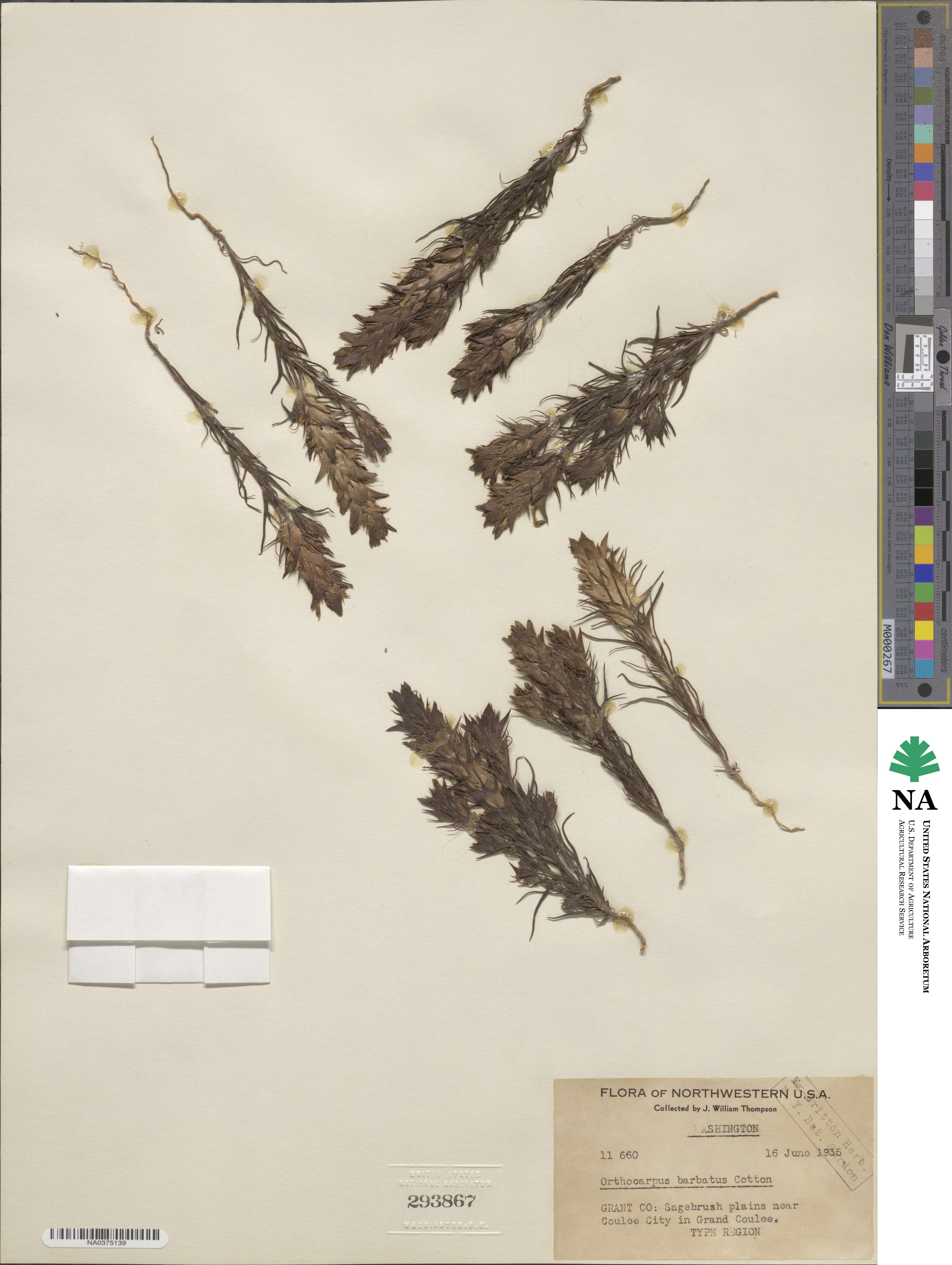 Orthocarpus barbatus image
