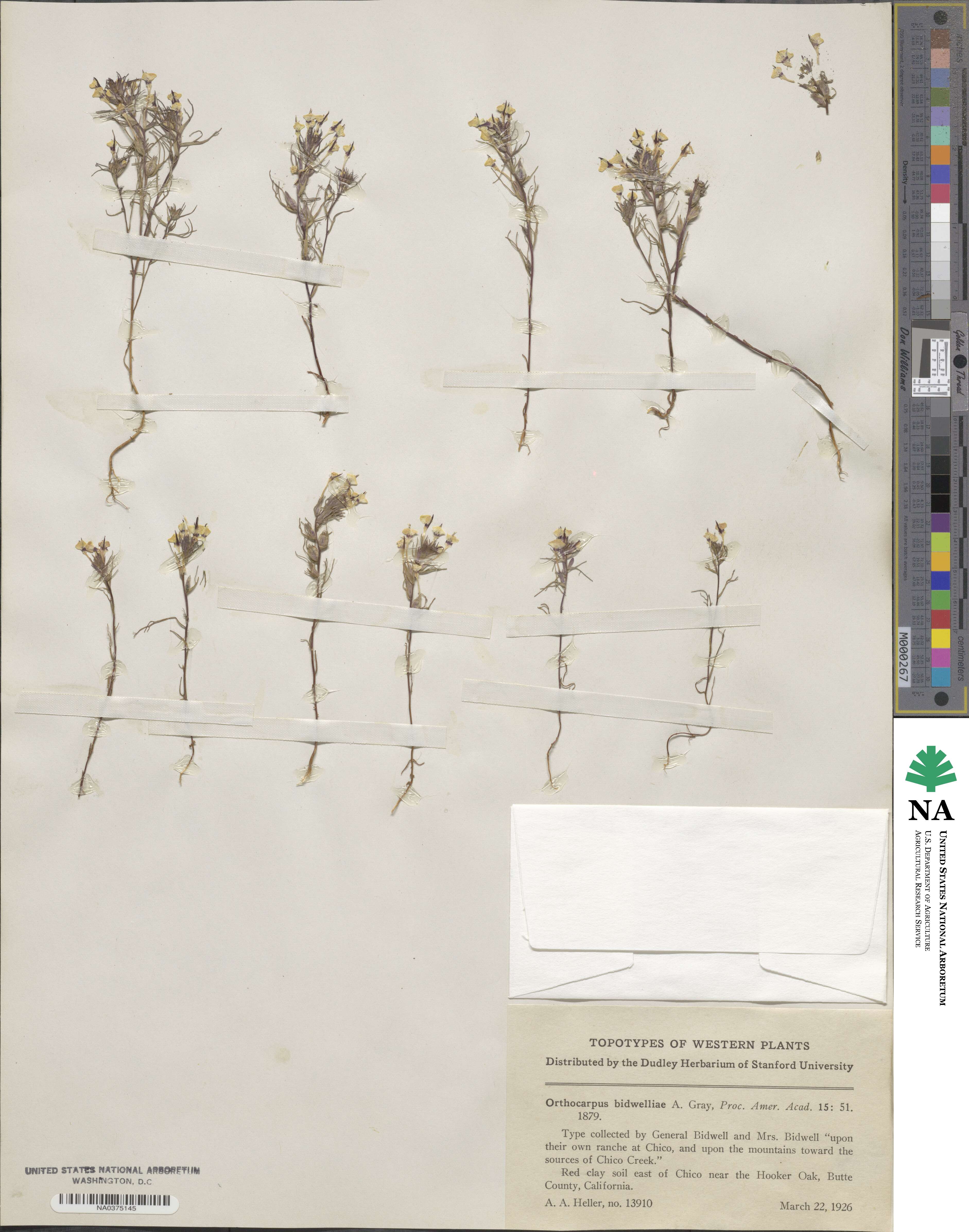 Triphysaria eriantha subsp. eriantha image