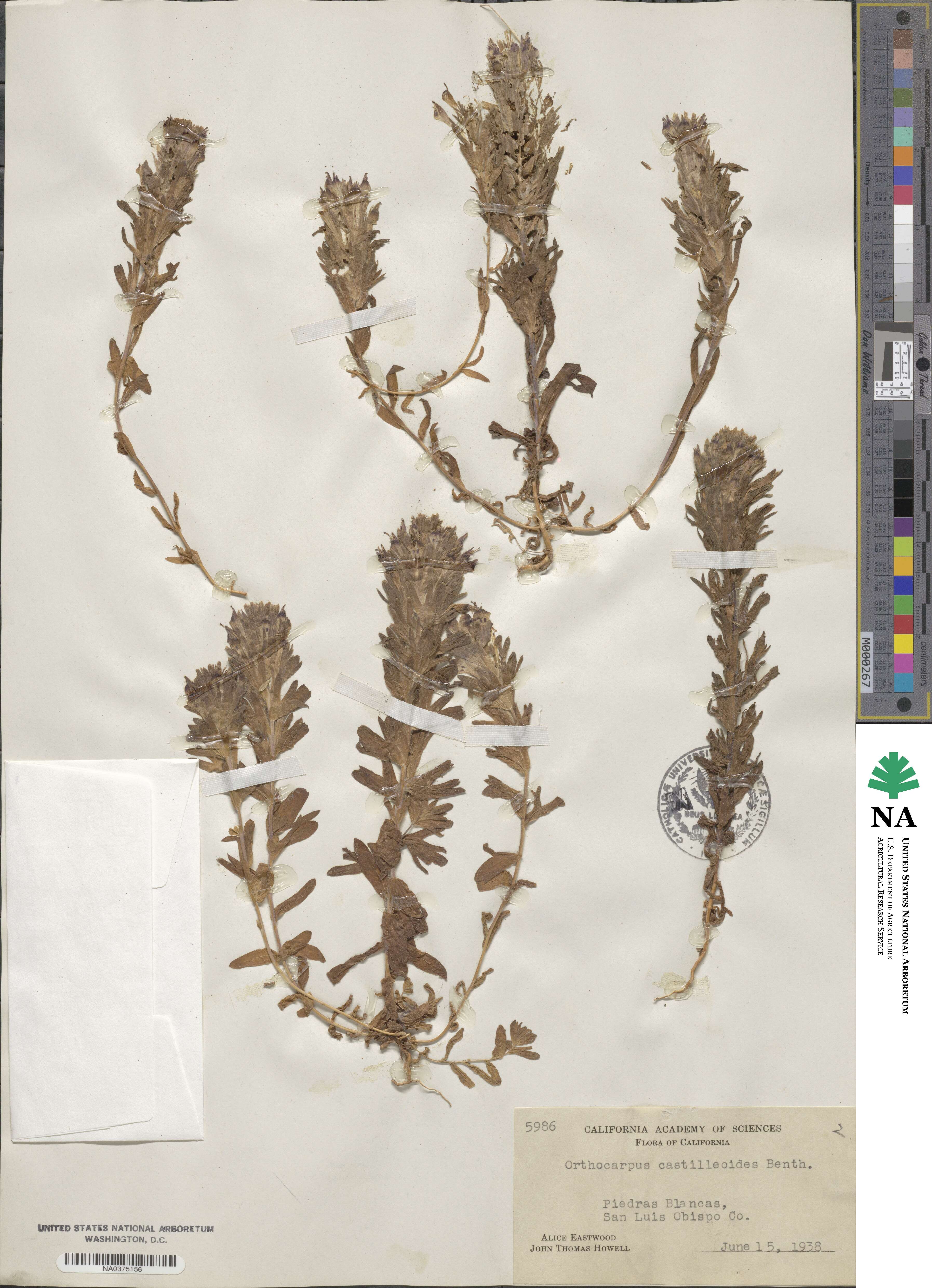 Castilleja ambigua image