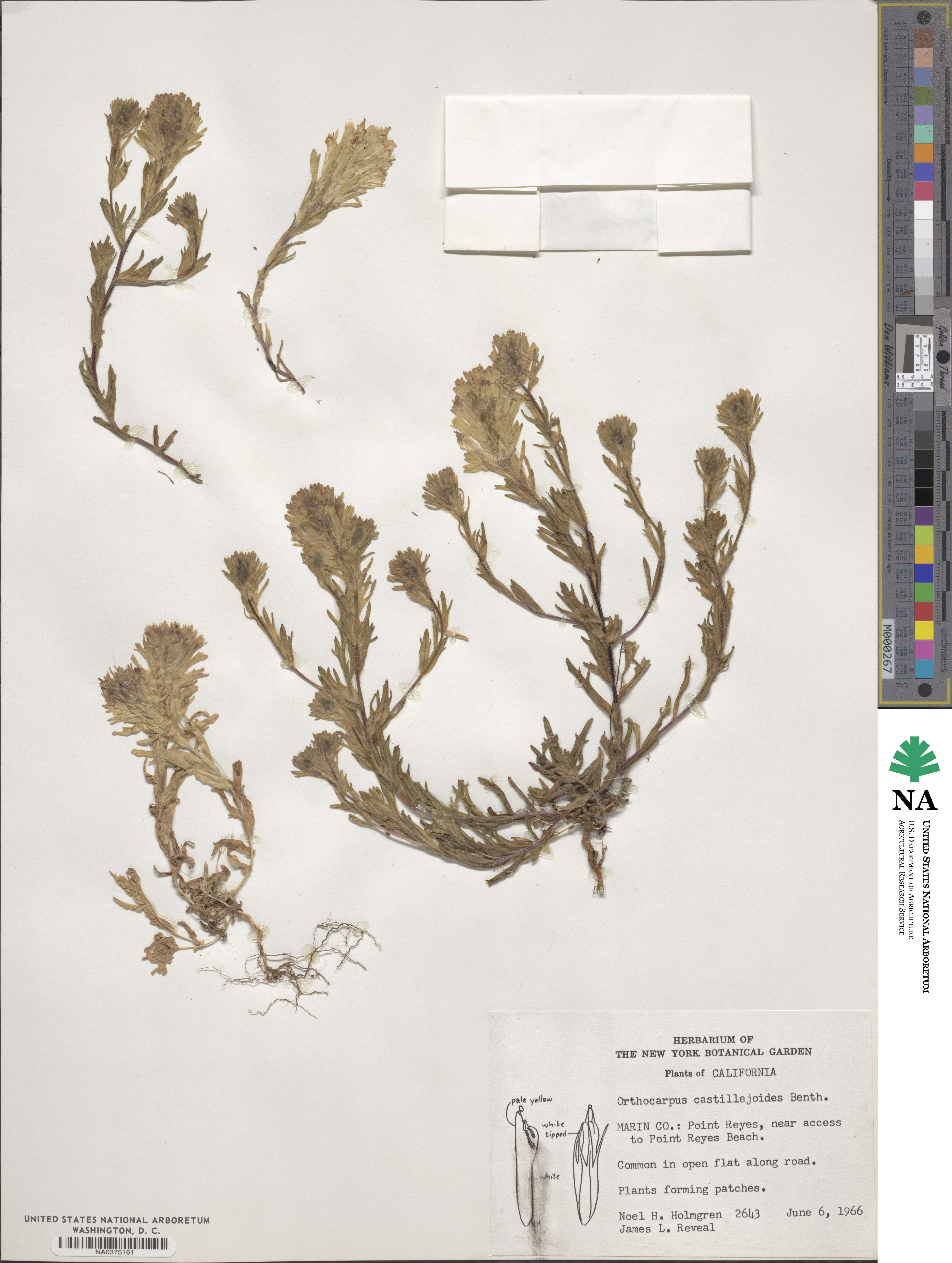 Castilleja ambigua image
