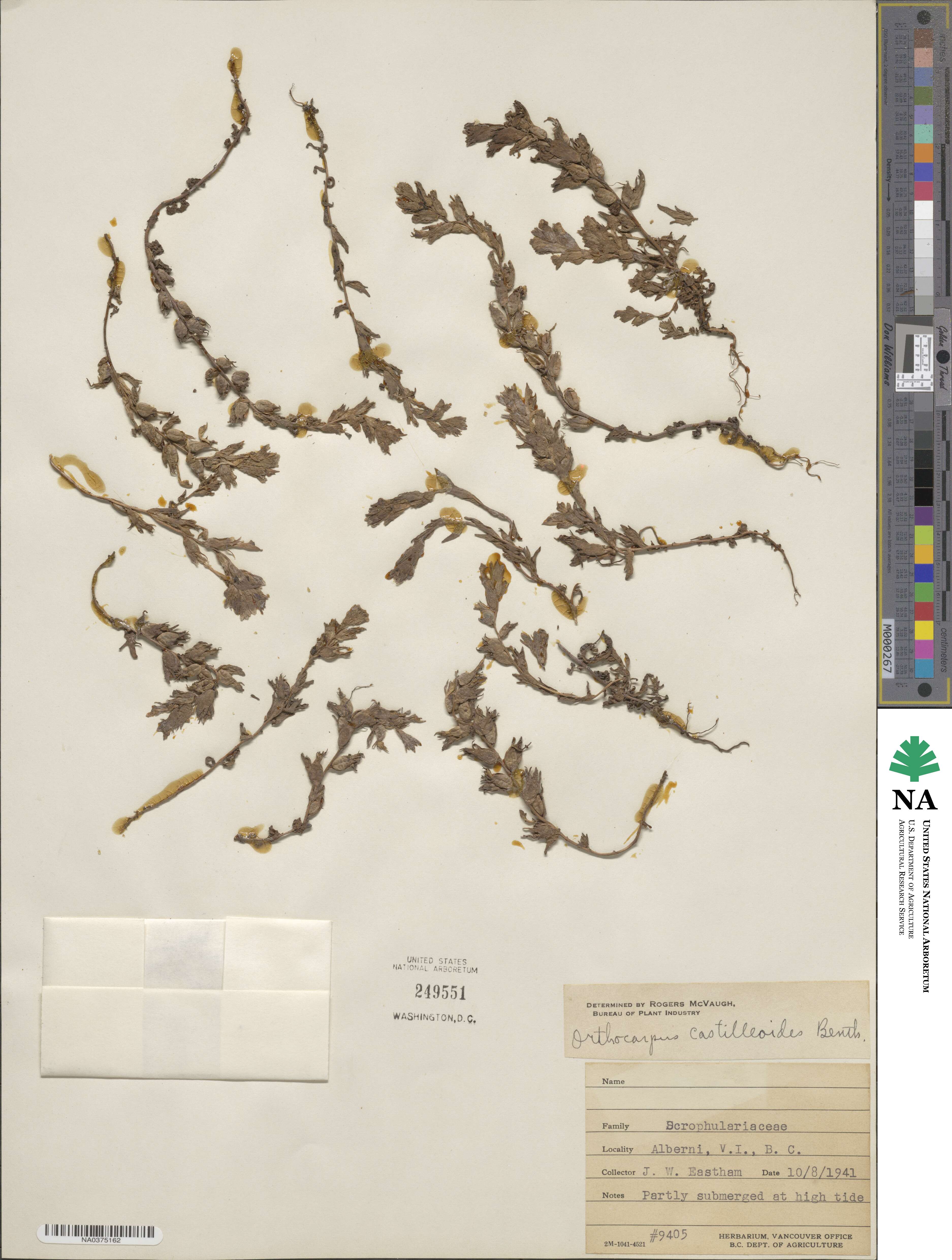Castilleja ambigua image