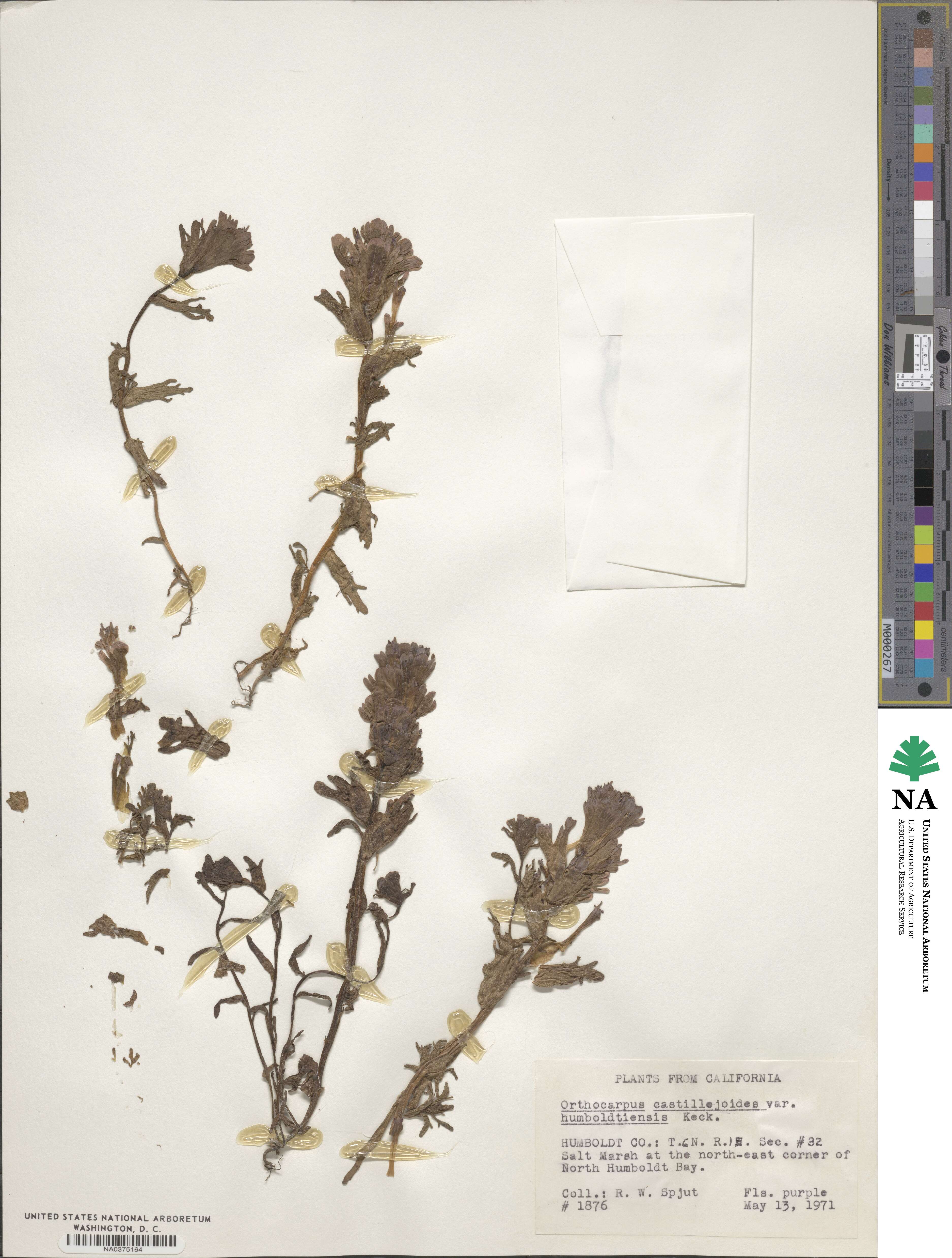 Castilleja ambigua var. humboldtiensis image