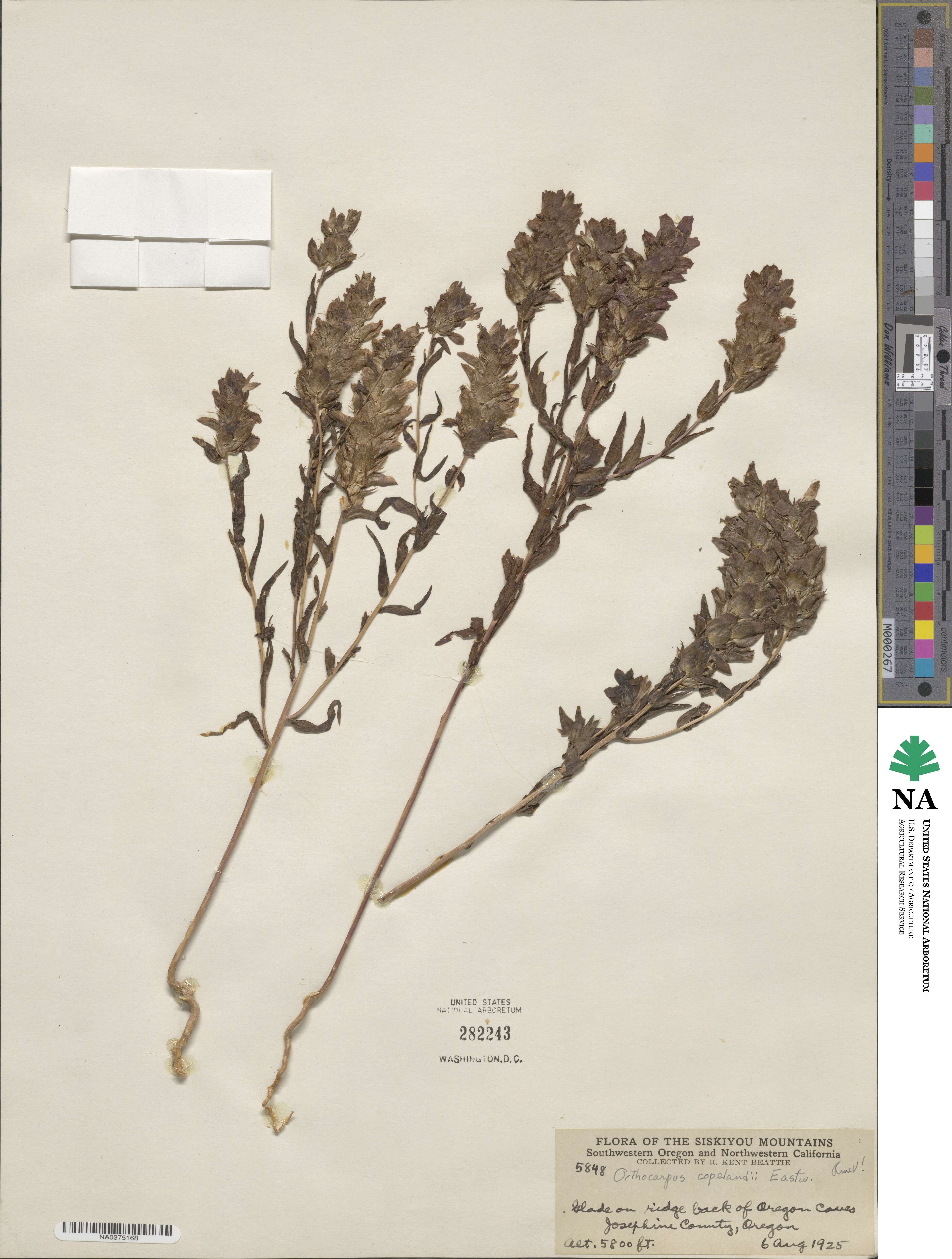 Orthocarpus cuspidatus subsp. copelandii image