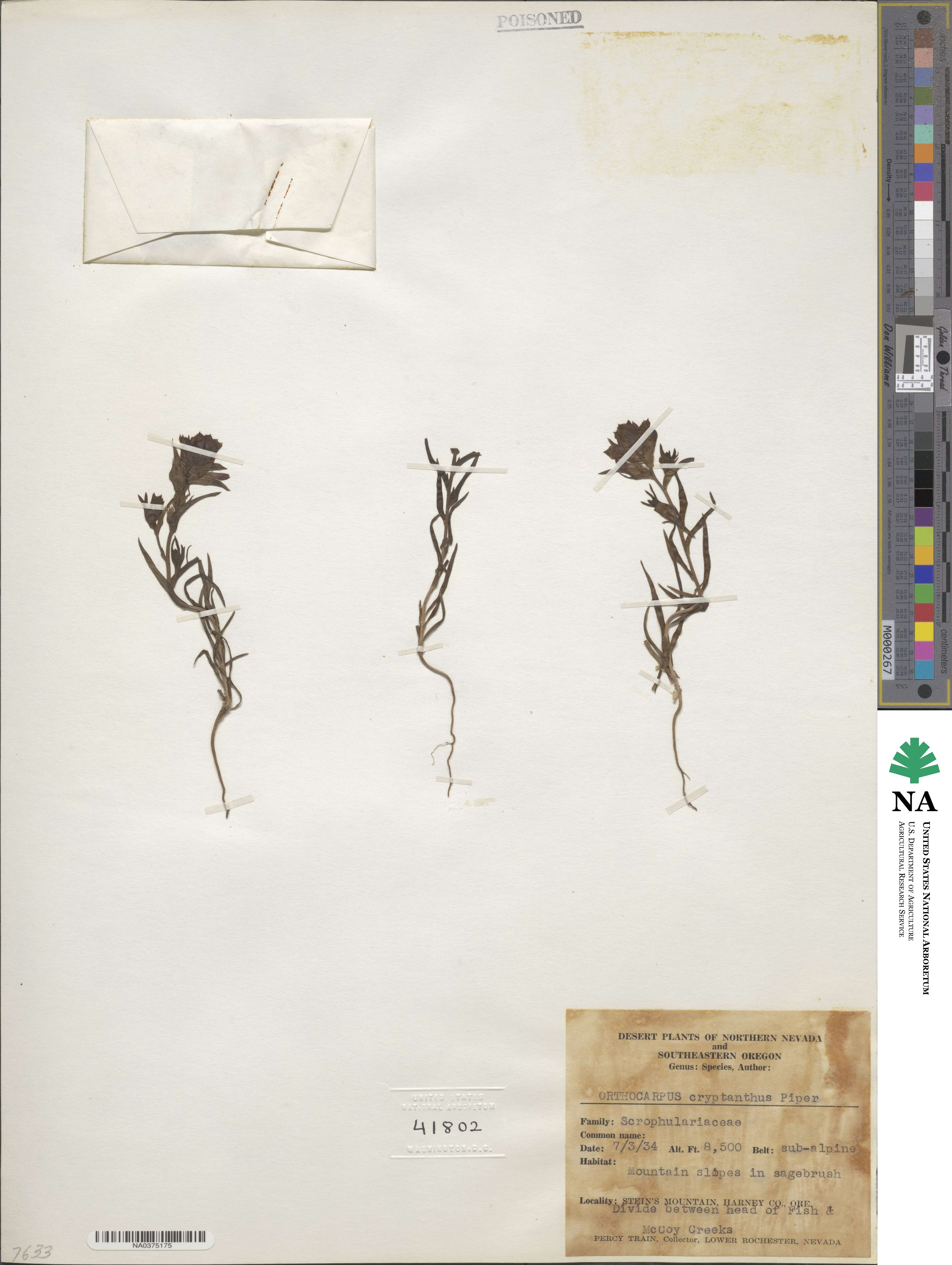 Orthocarpus cuspidatus image