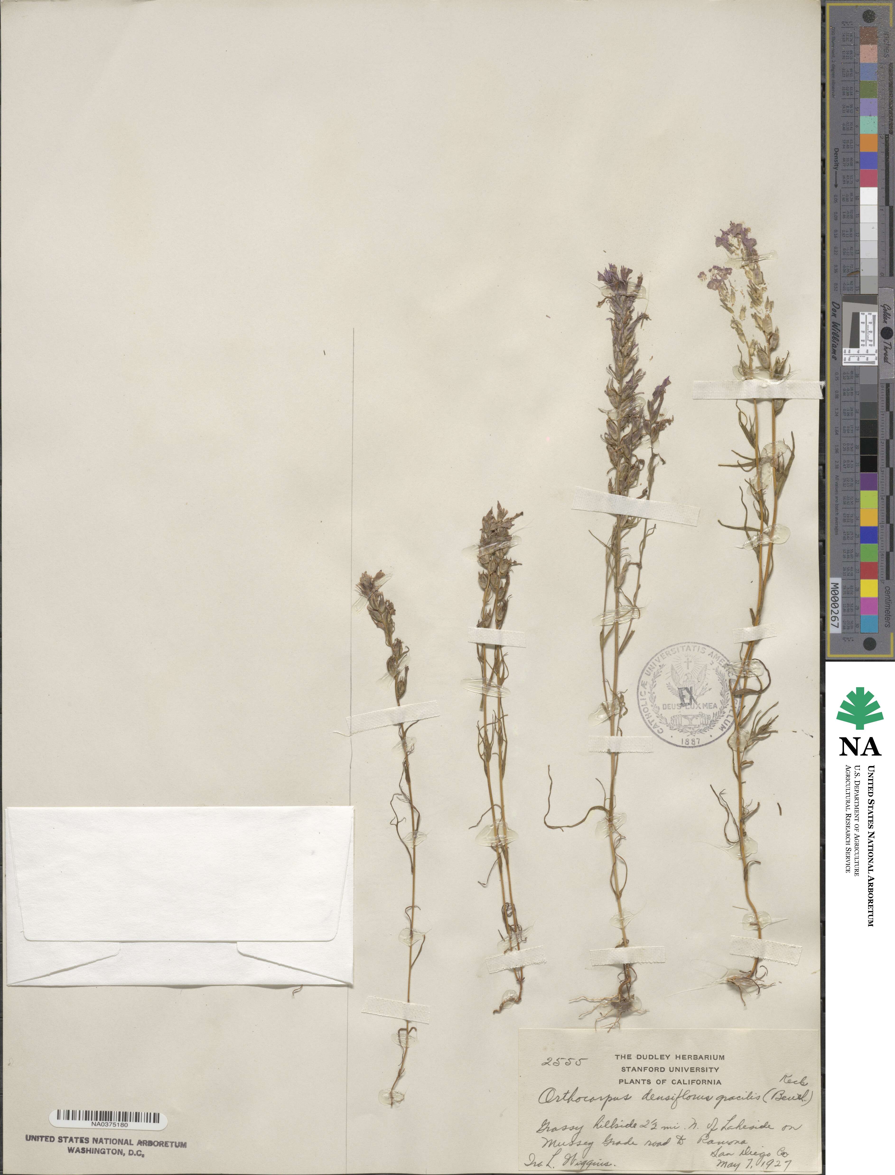 Castilleja densiflora image