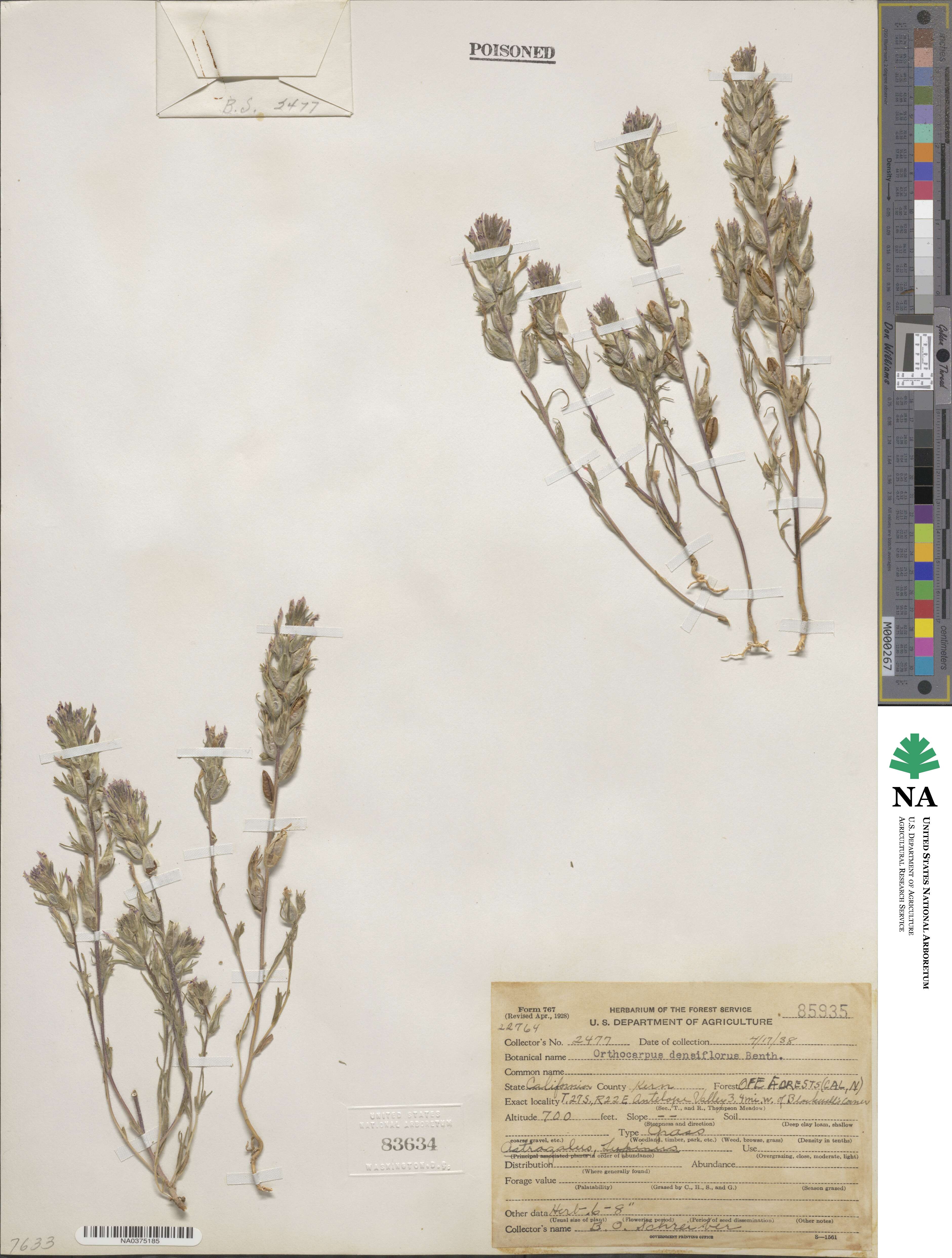 Castilleja densiflora image
