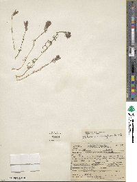 Castilleja densiflora image