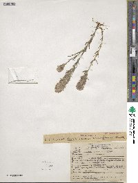 Castilleja densiflora image