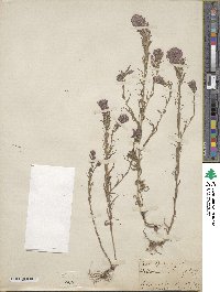 Castilleja densiflora image
