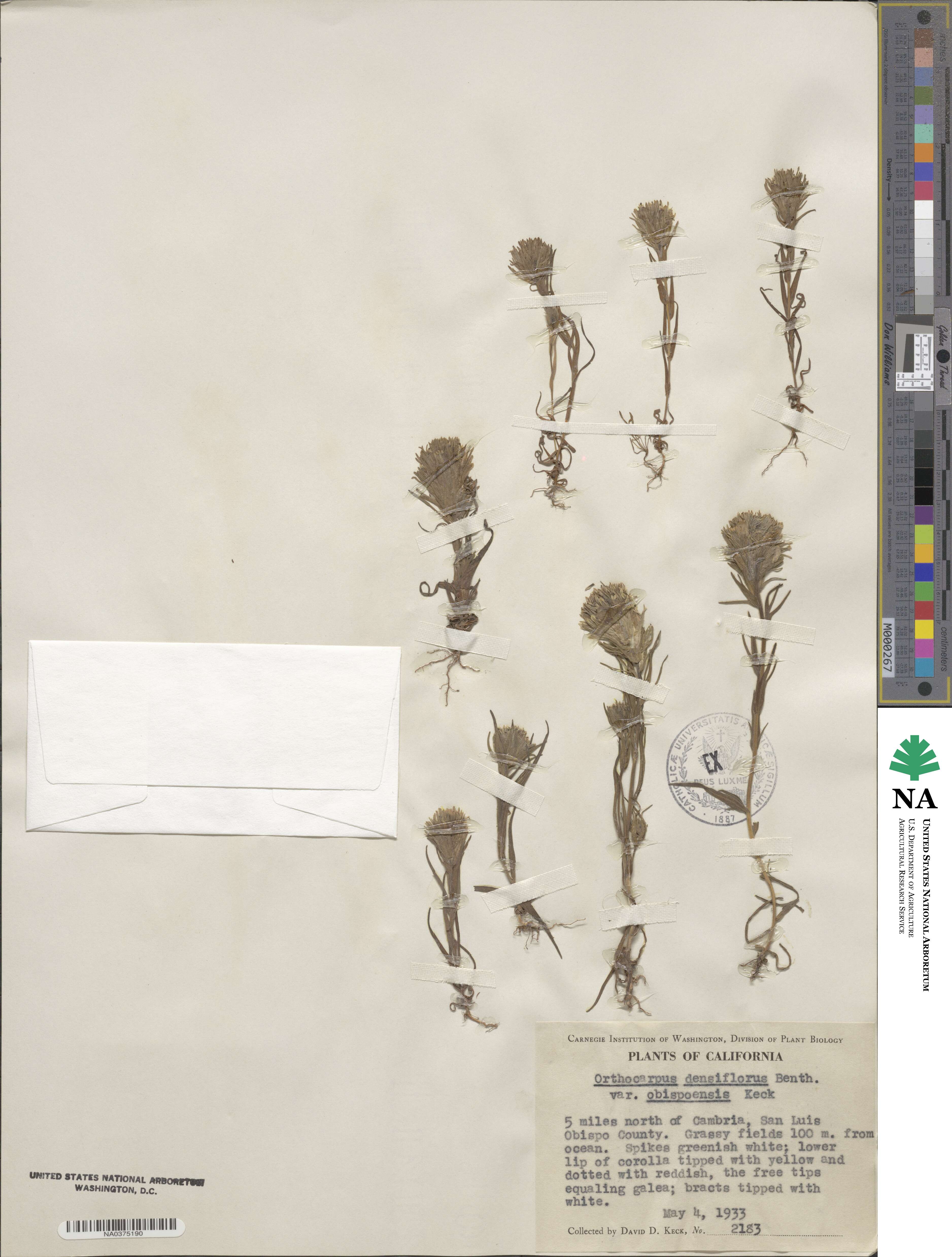 Castilleja densiflora var. obispoensis image