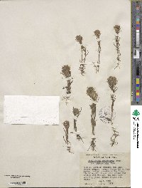 Castilleja densiflora image