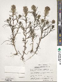 Castilleja densiflora image