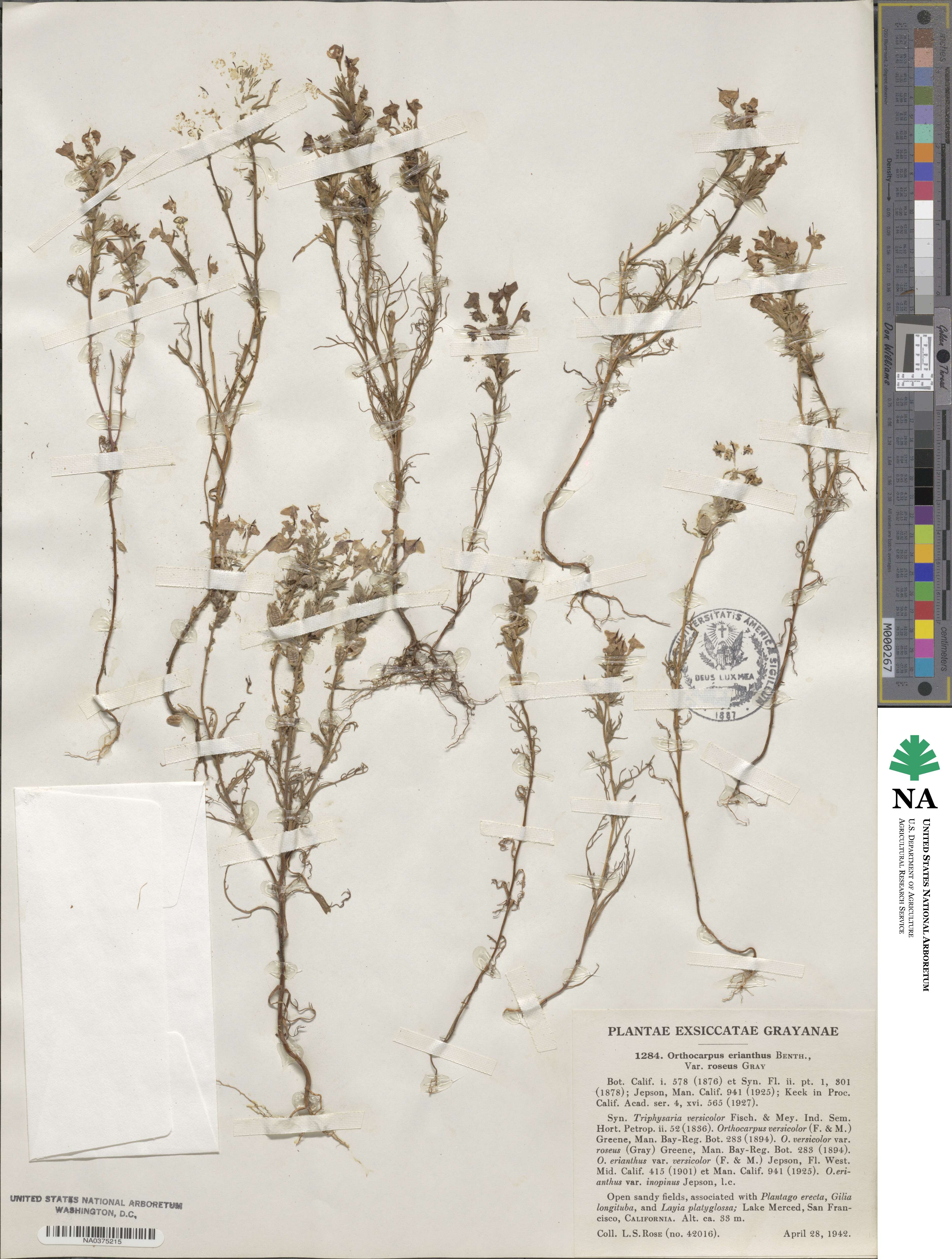Triphysaria eriantha subsp. rosea image