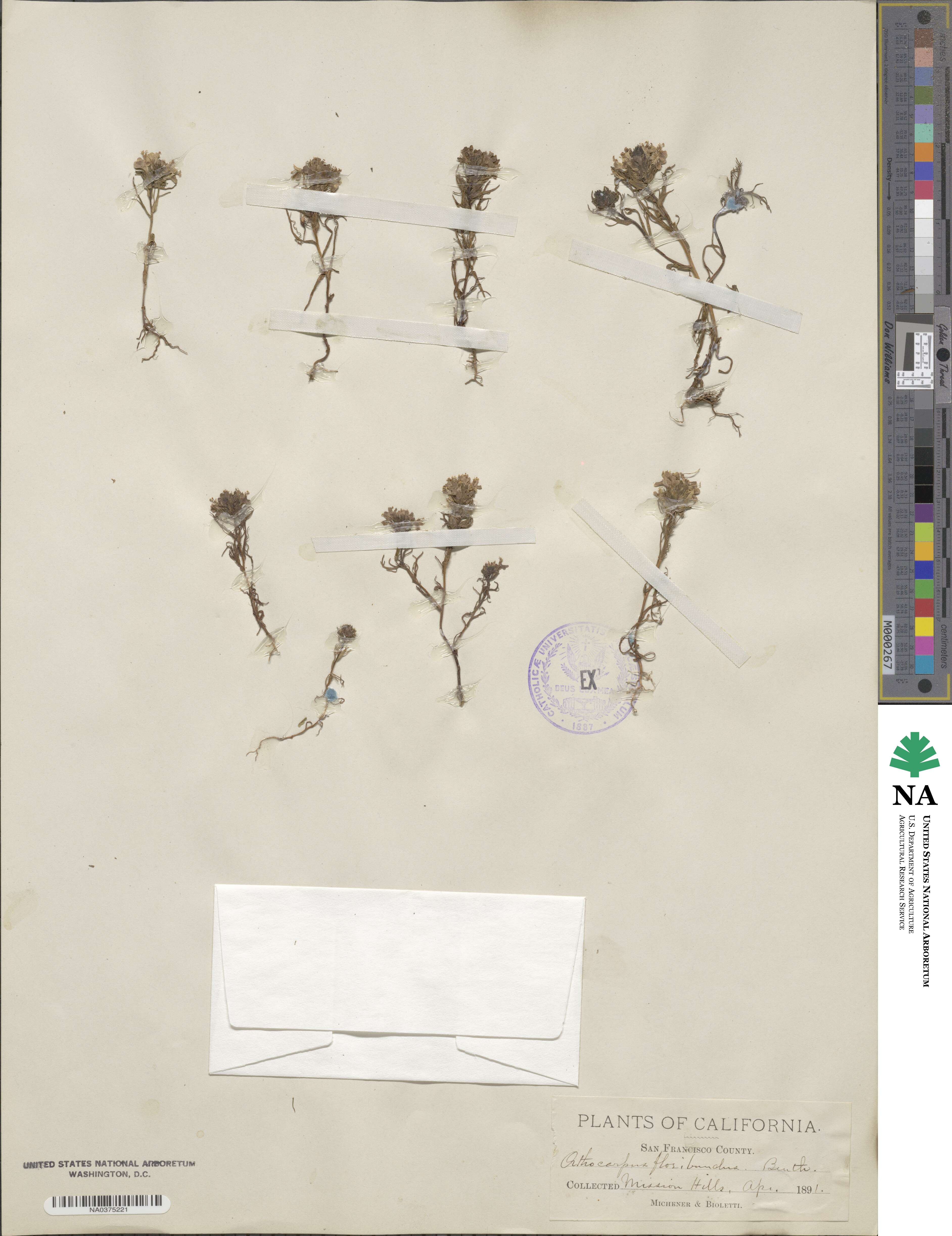Triphysaria floribunda image