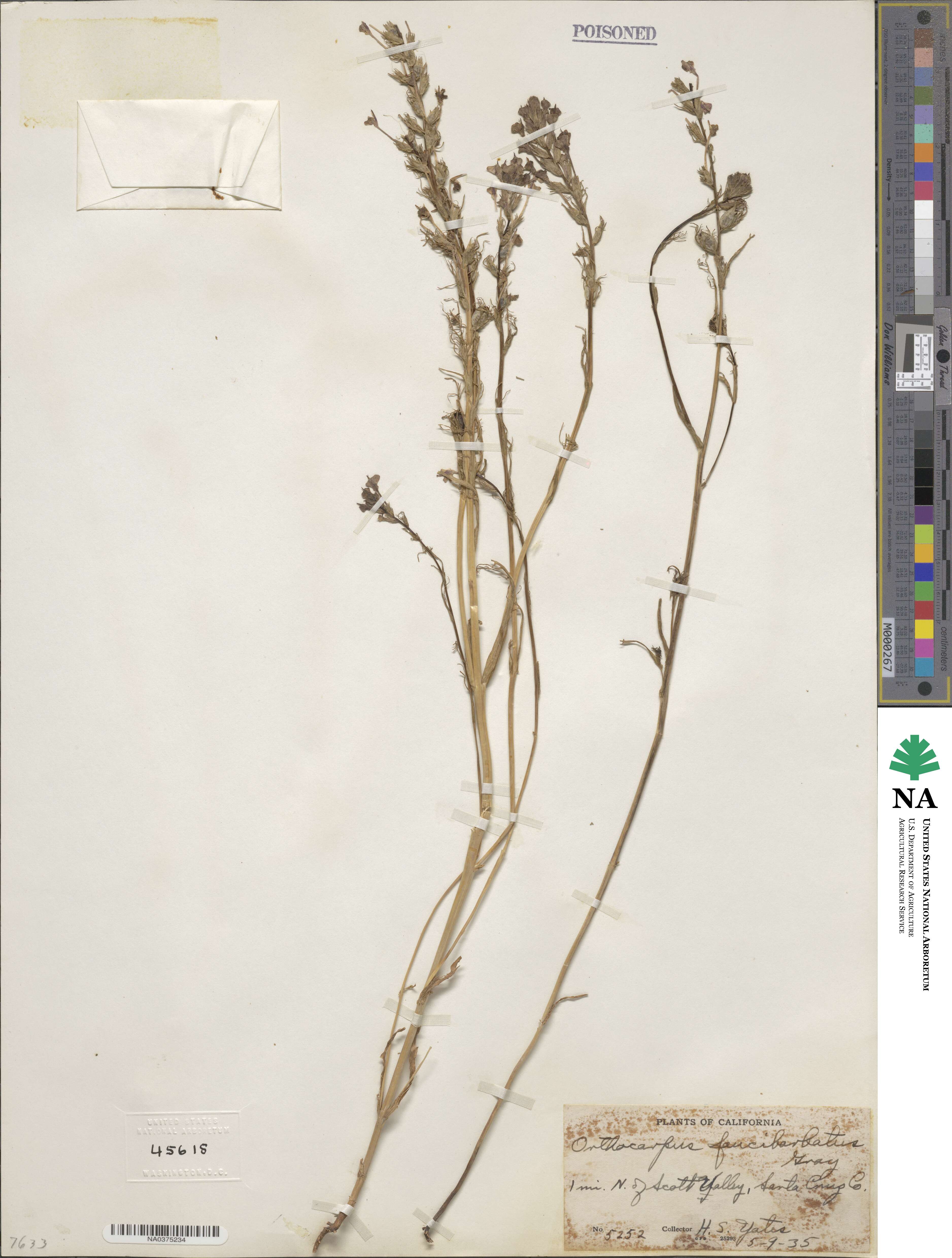 Orthocarpus faucibarbatus image
