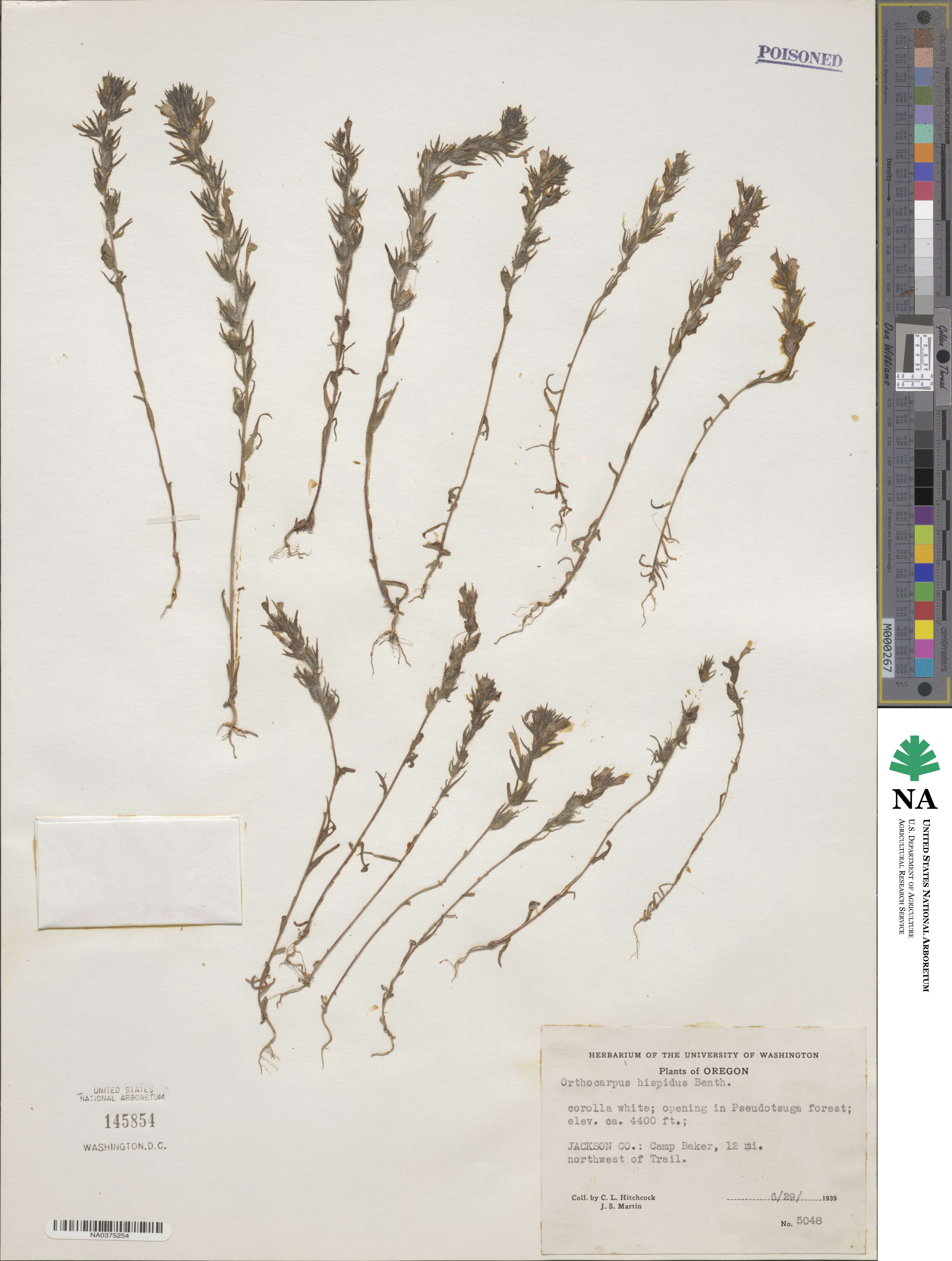 Castilleja tenuis image