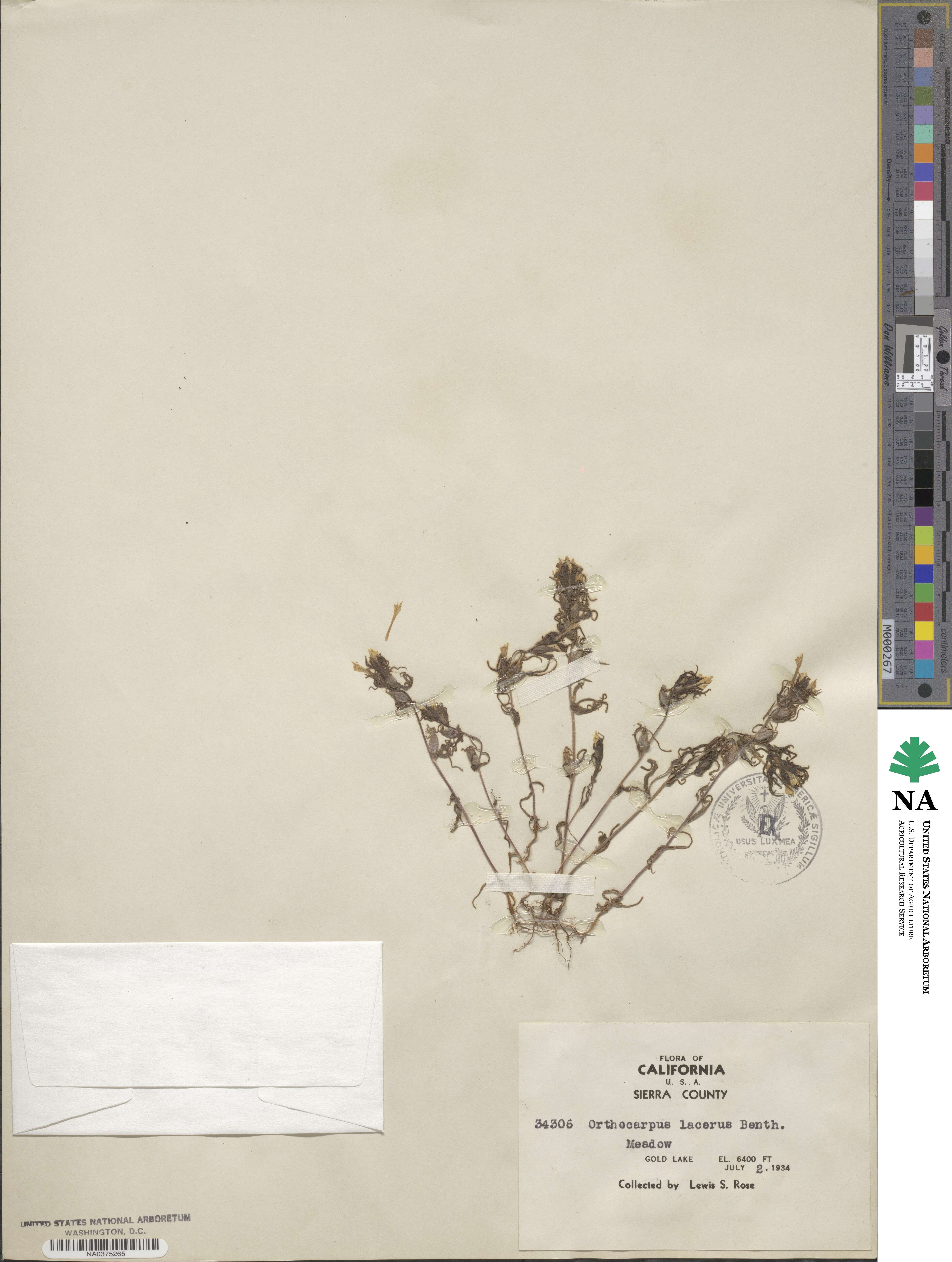 Castilleja lacera image