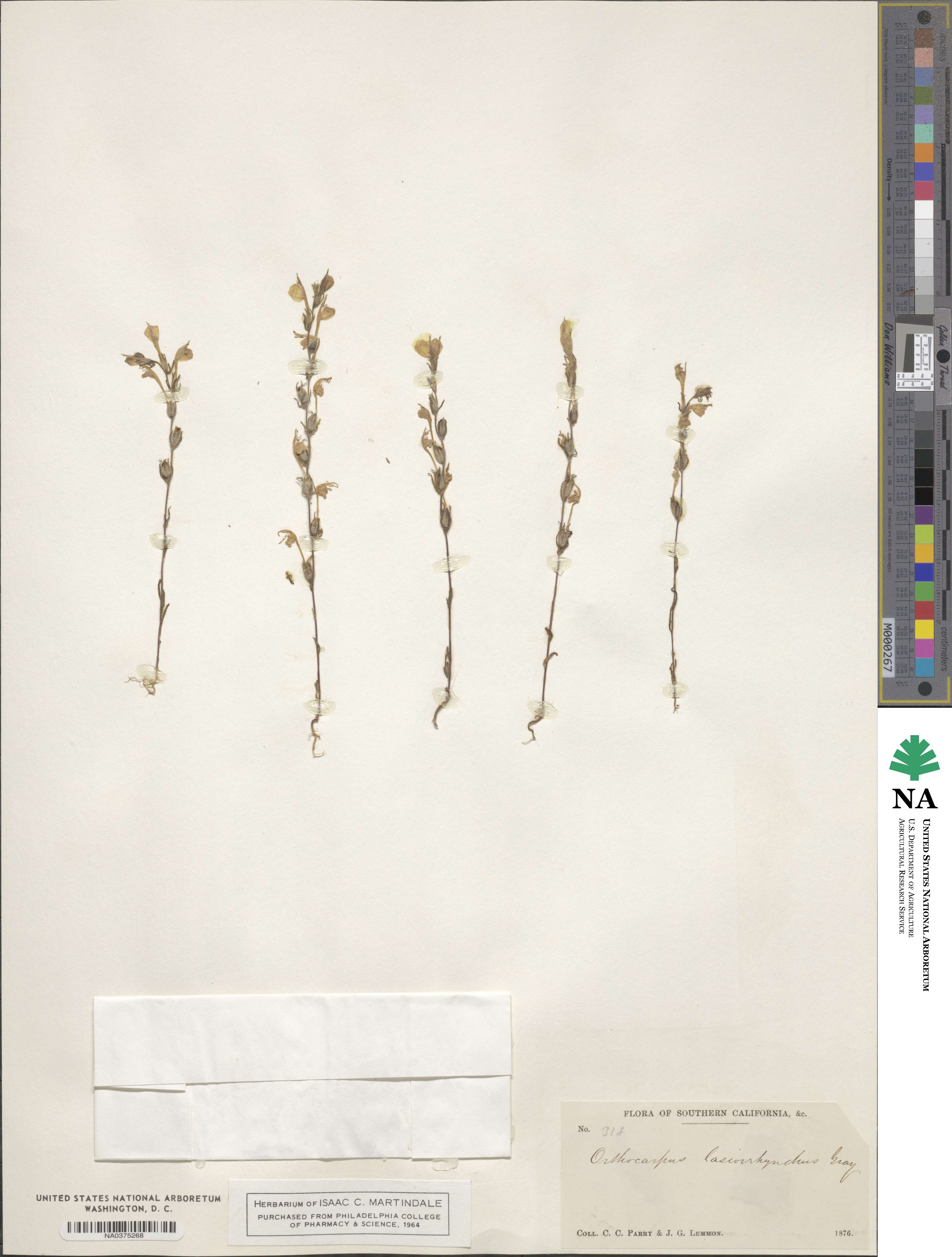 Castilleja lasiorhyncha image