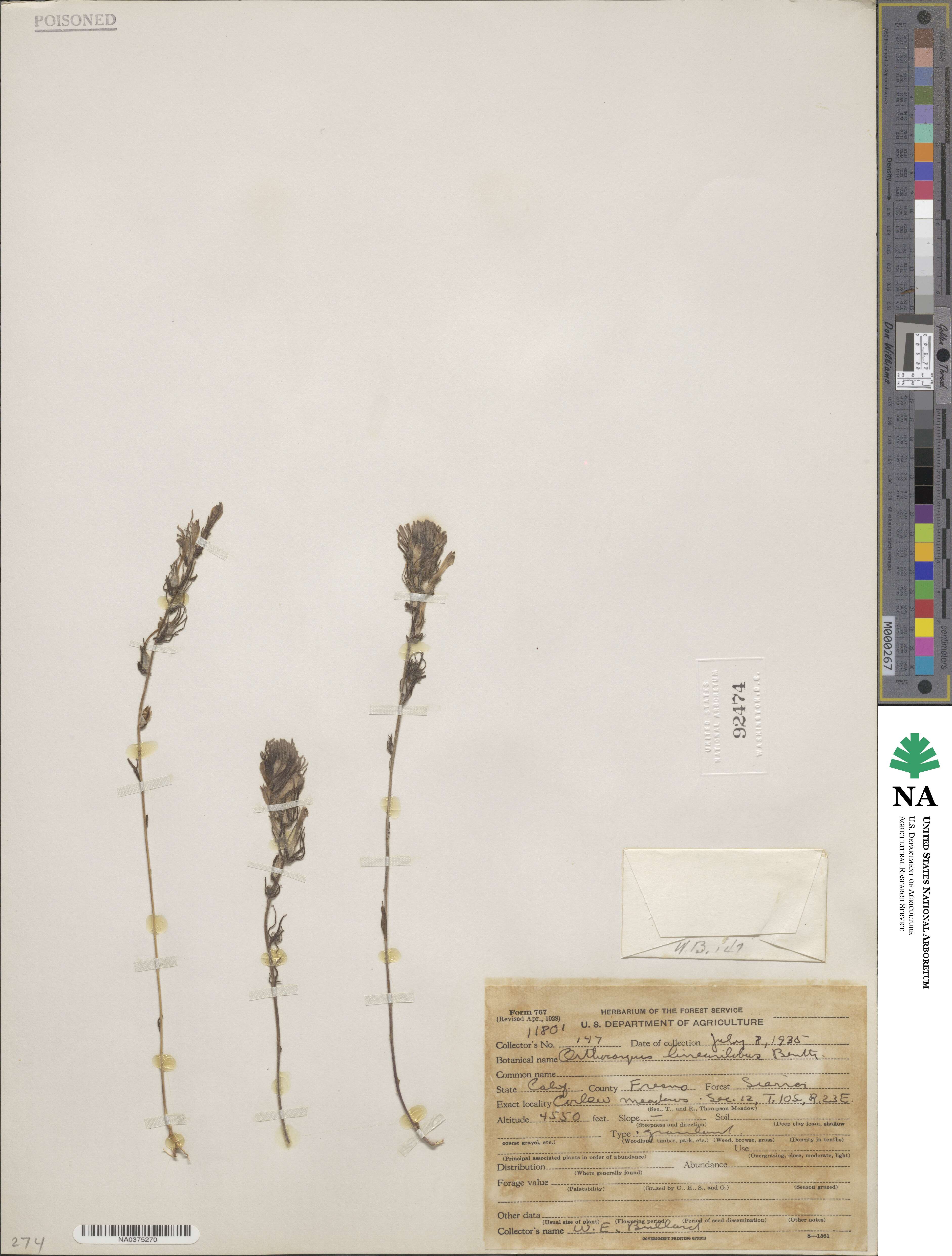Castilleja lineariloba image