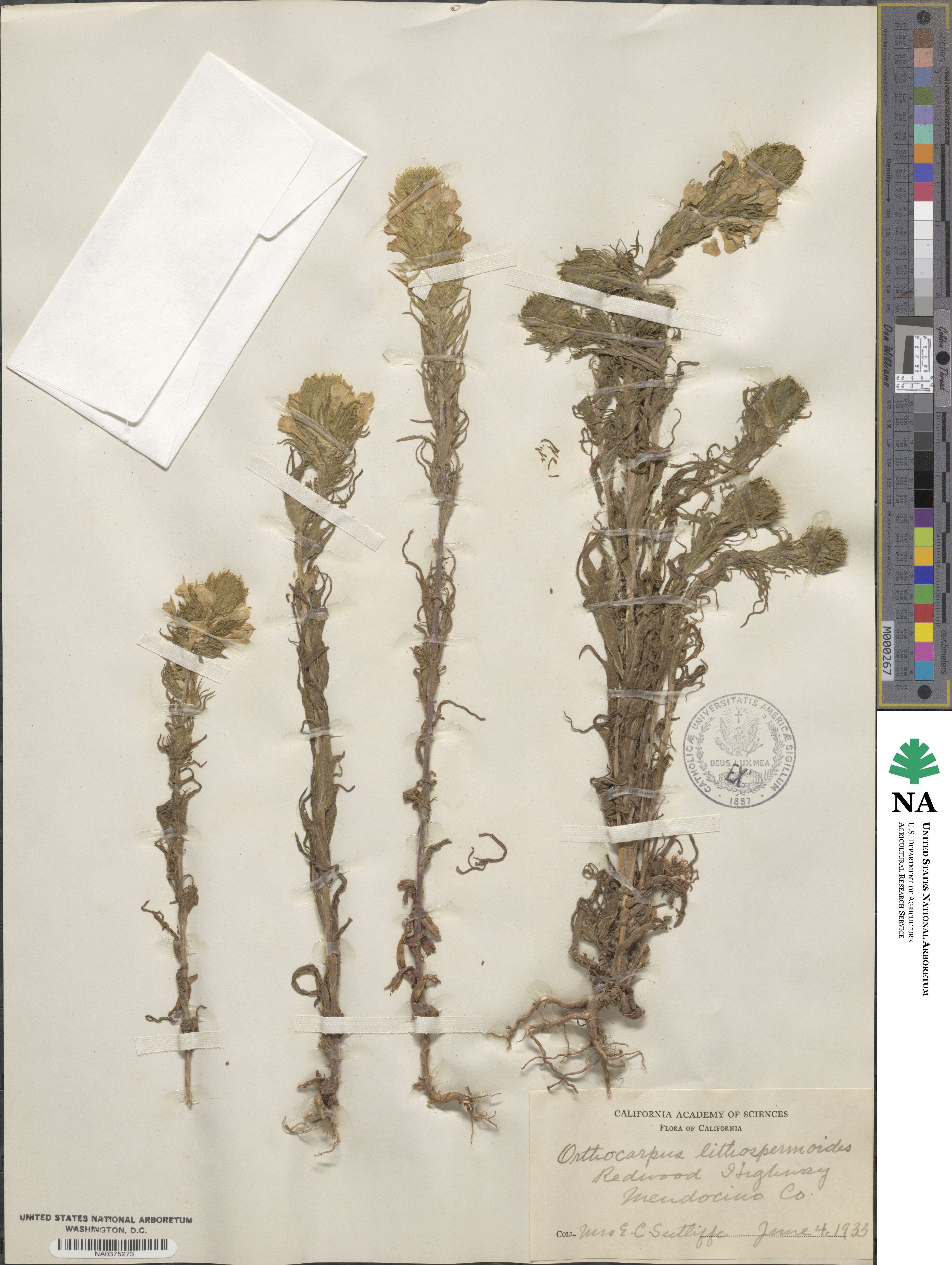 Castilleja rubicundula var. lithospermoides image