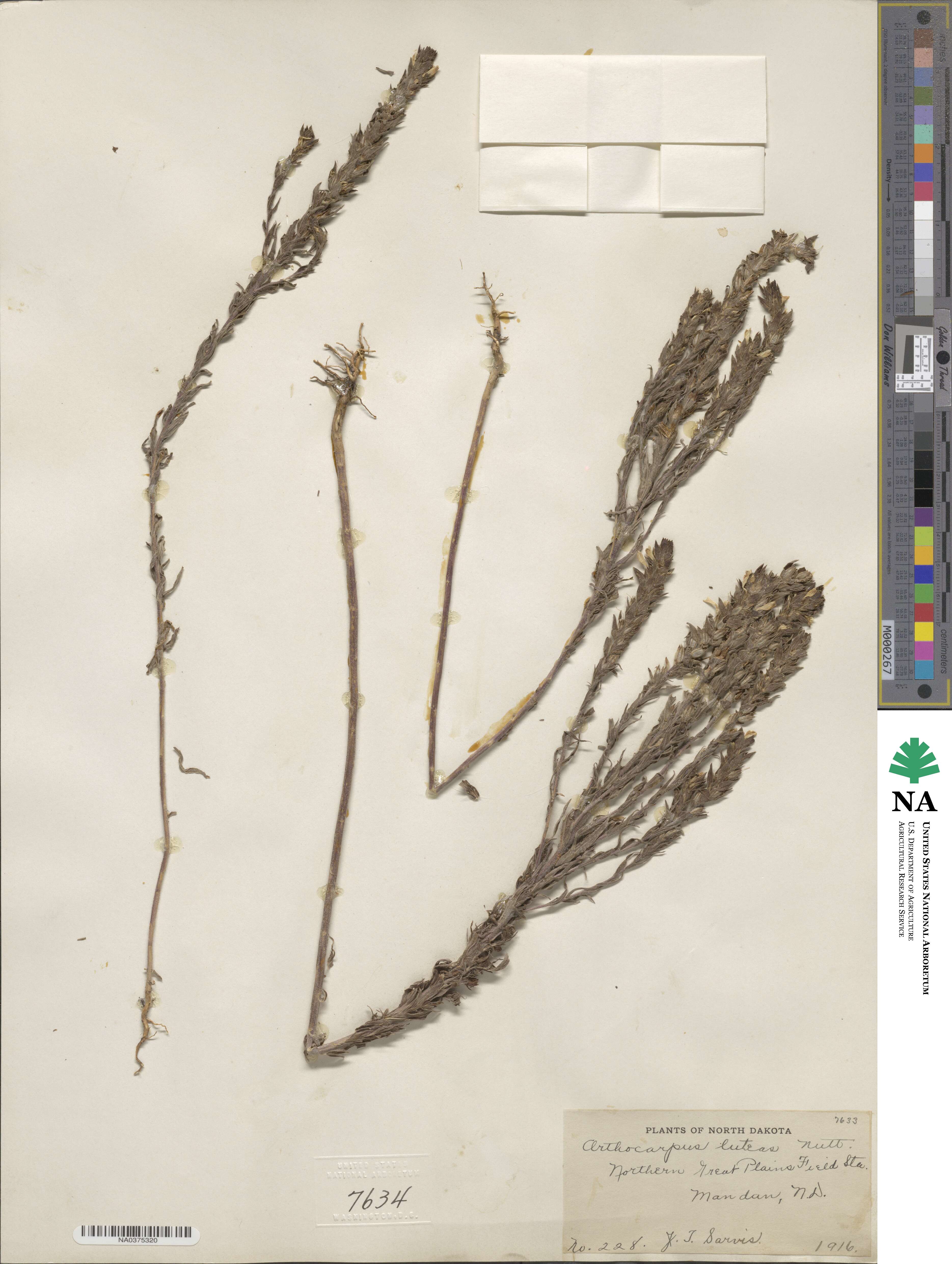 Orthocarpus luteus image