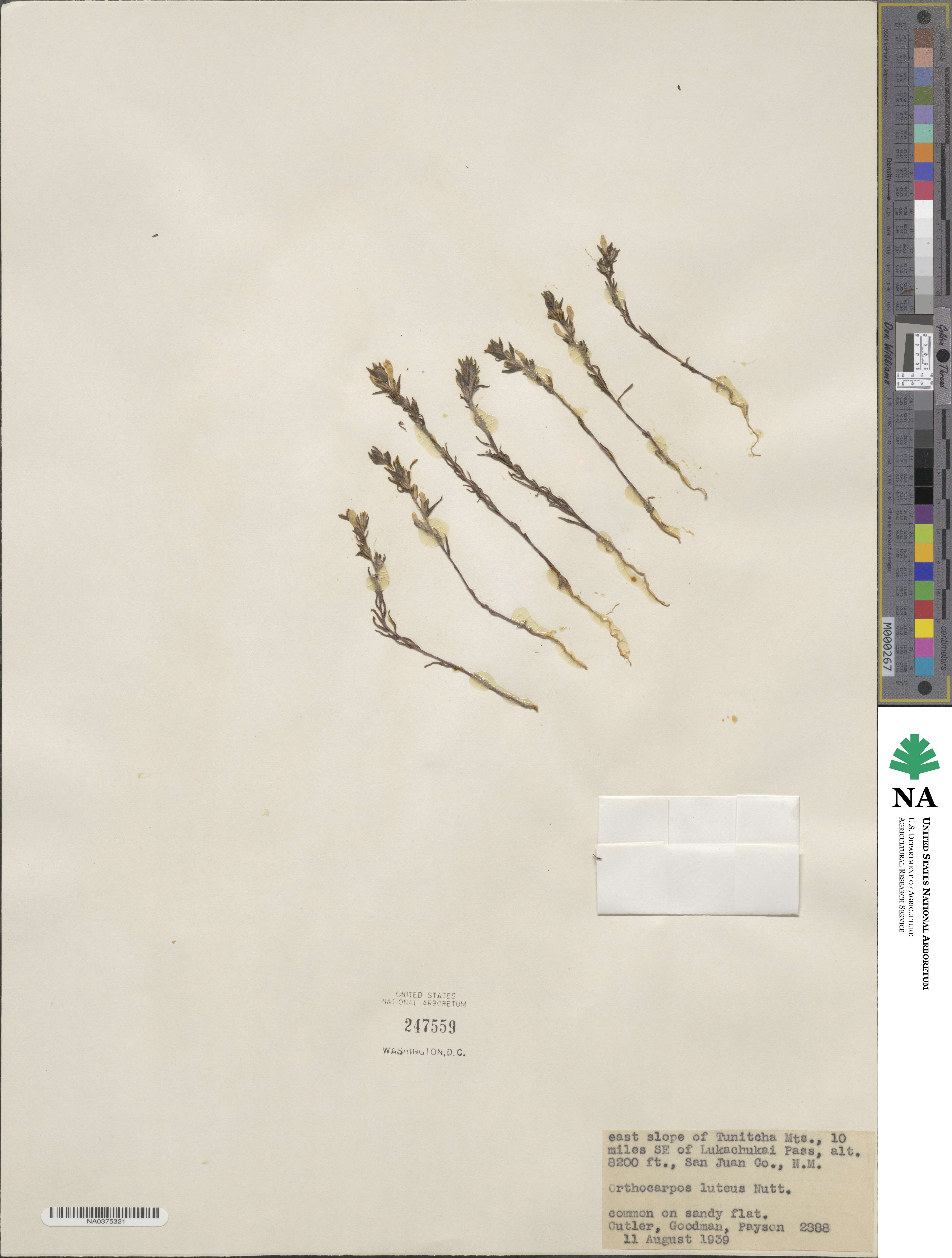 Orthocarpus luteus image