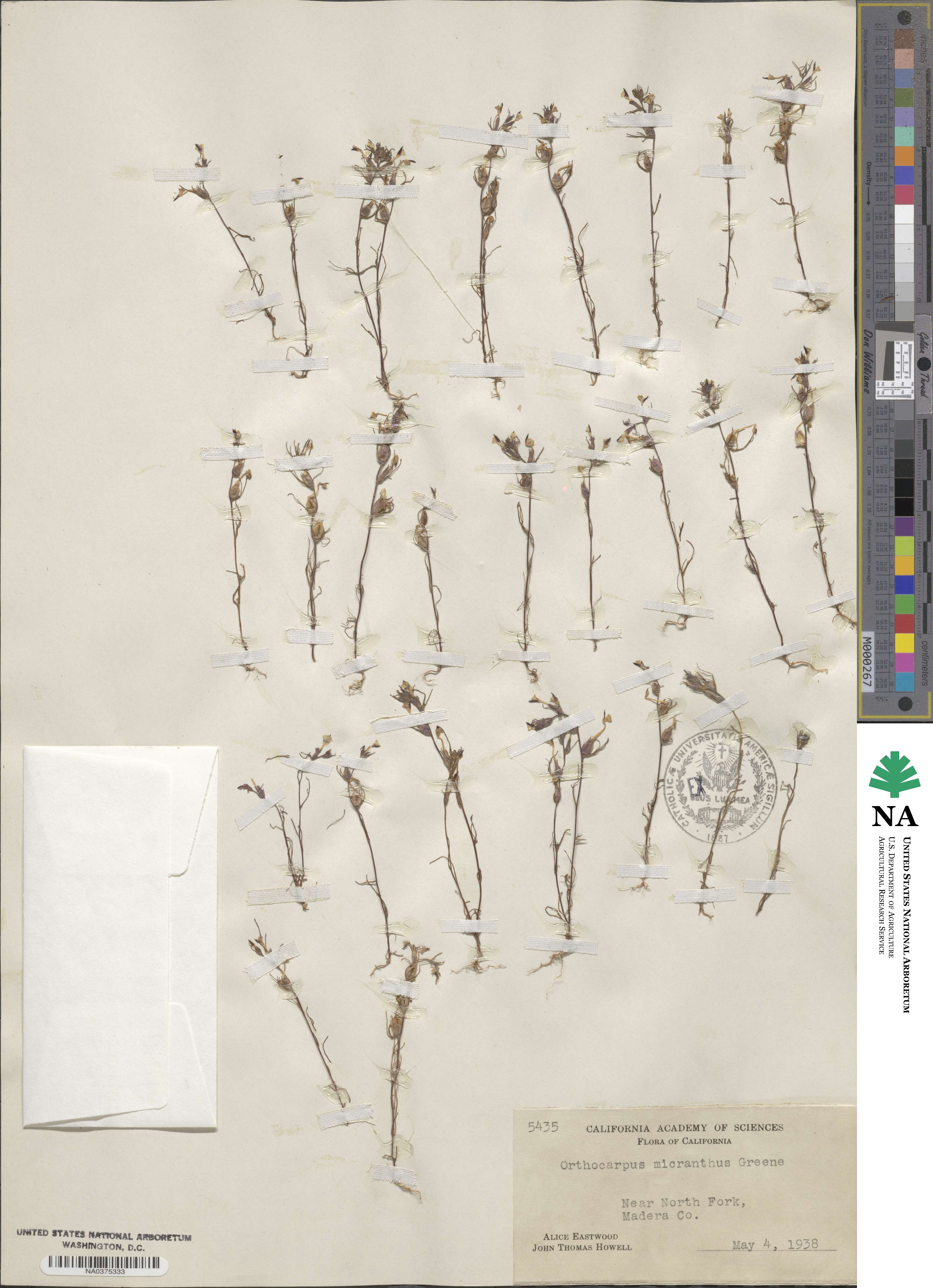 Triphysaria micrantha image