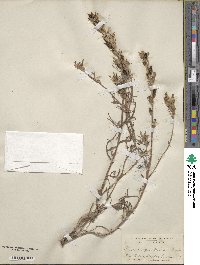 Castilleja pilosa image