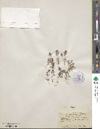 Castilleja pilosa image