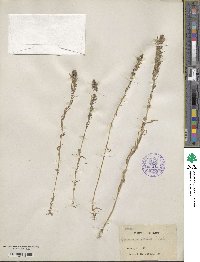 Castilleja pilosa image