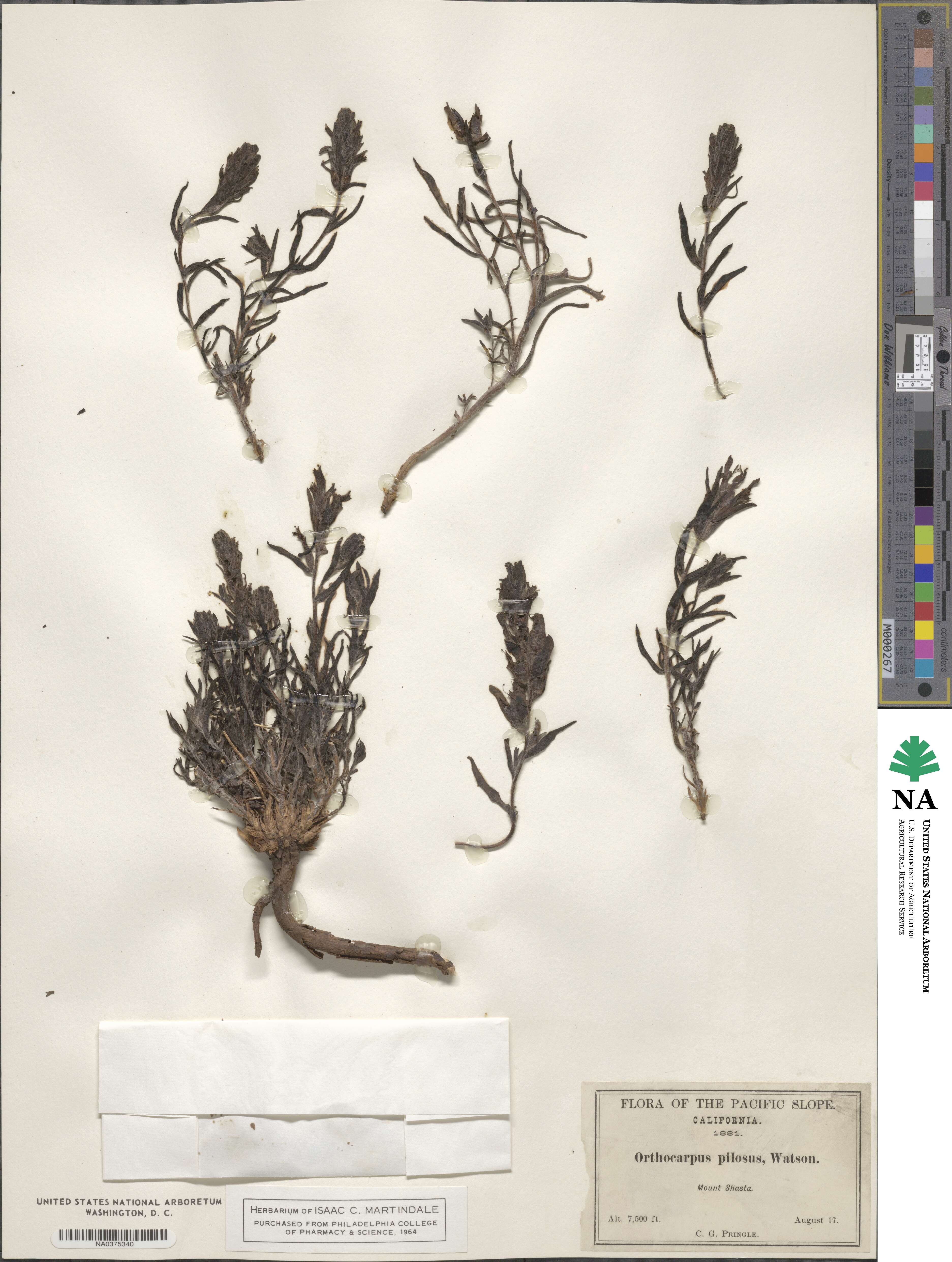 Castilleja pilosa image