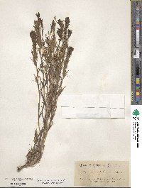 Castilleja pilosa image