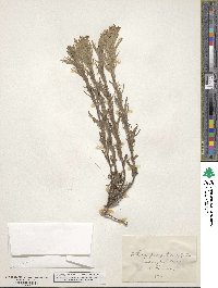 Castilleja pilosa image