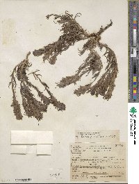 Castilleja pilosa image