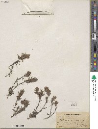 Castilleja pilosa image