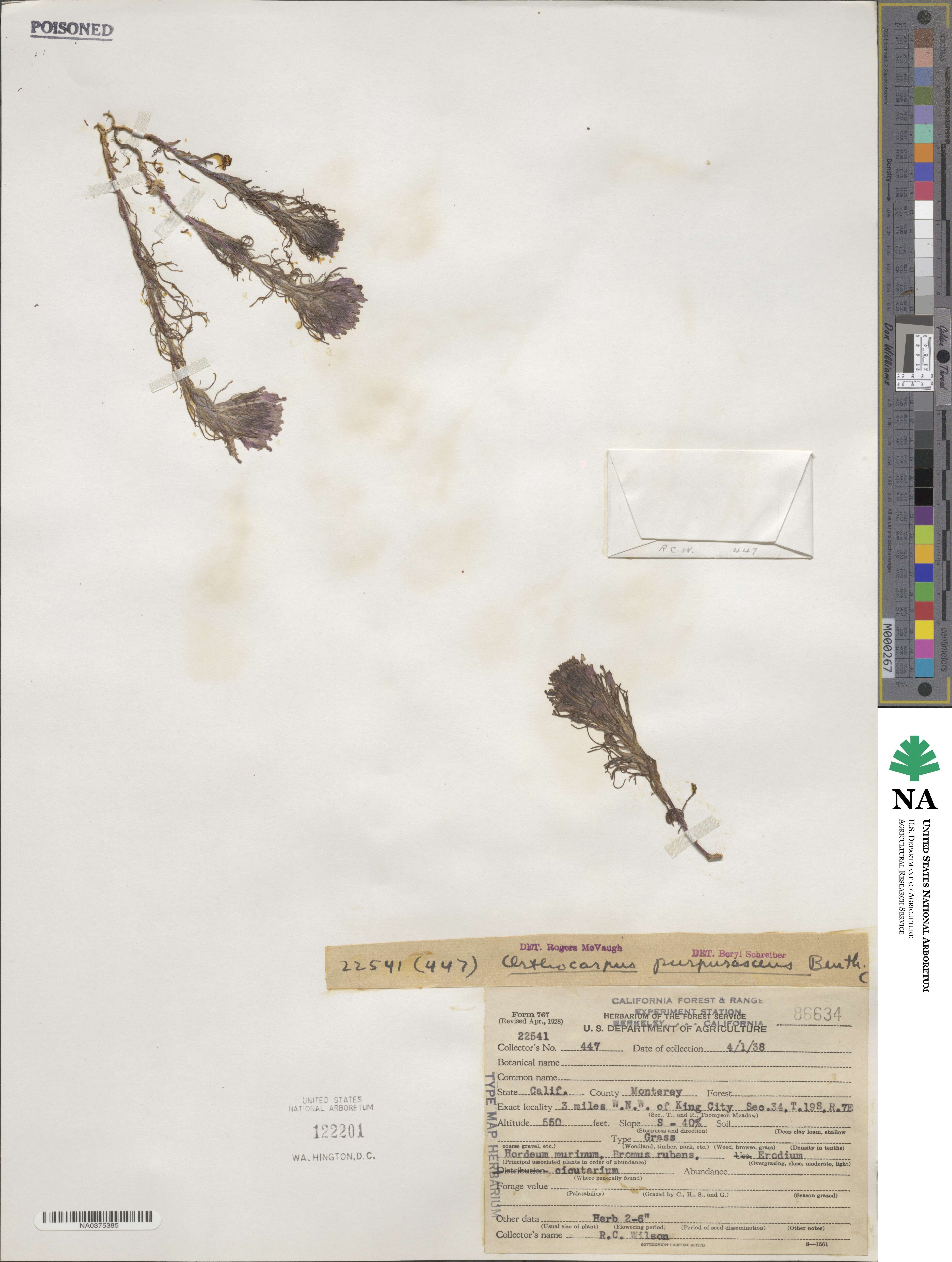 Castilleja exserta image