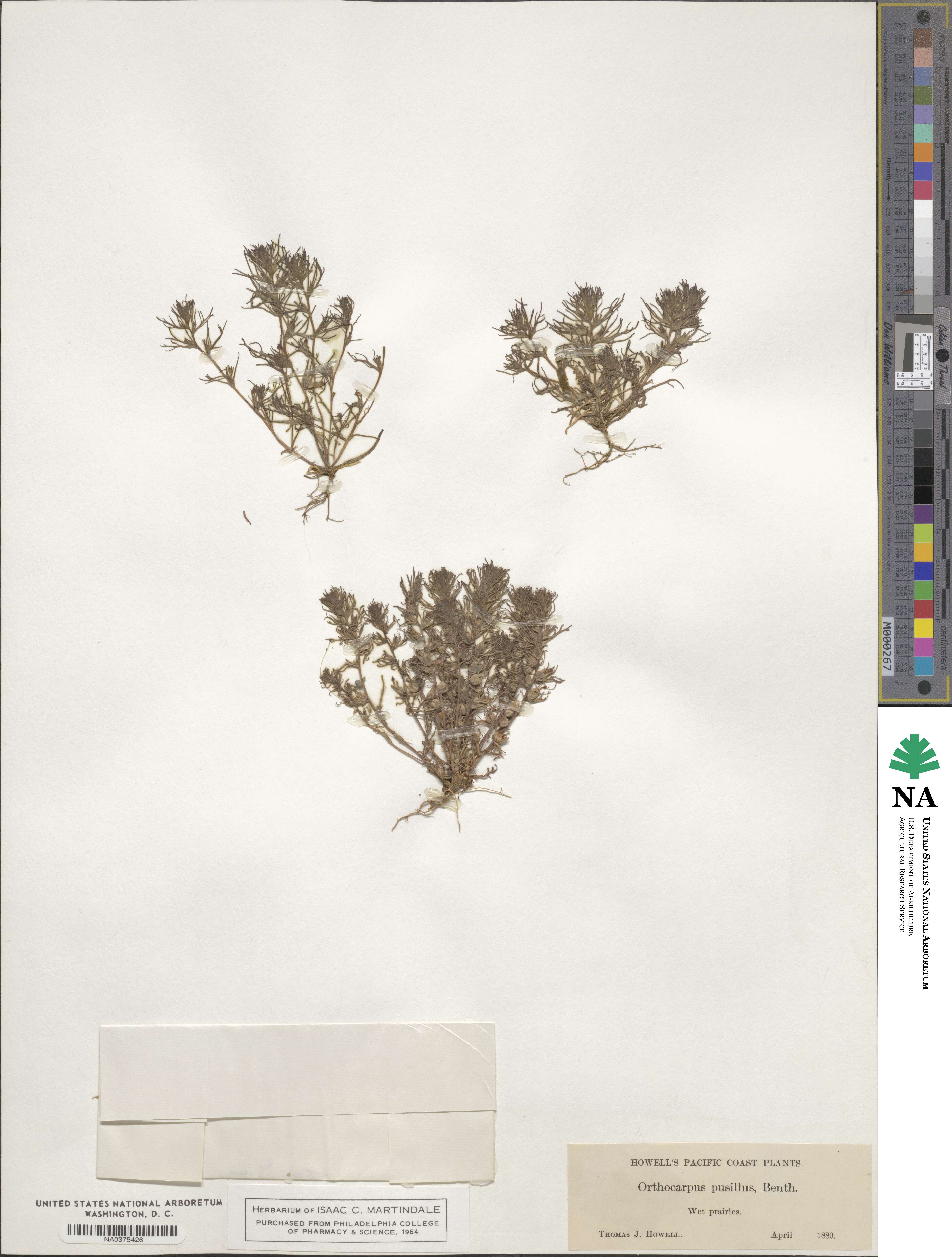 Triphysaria pusilla image