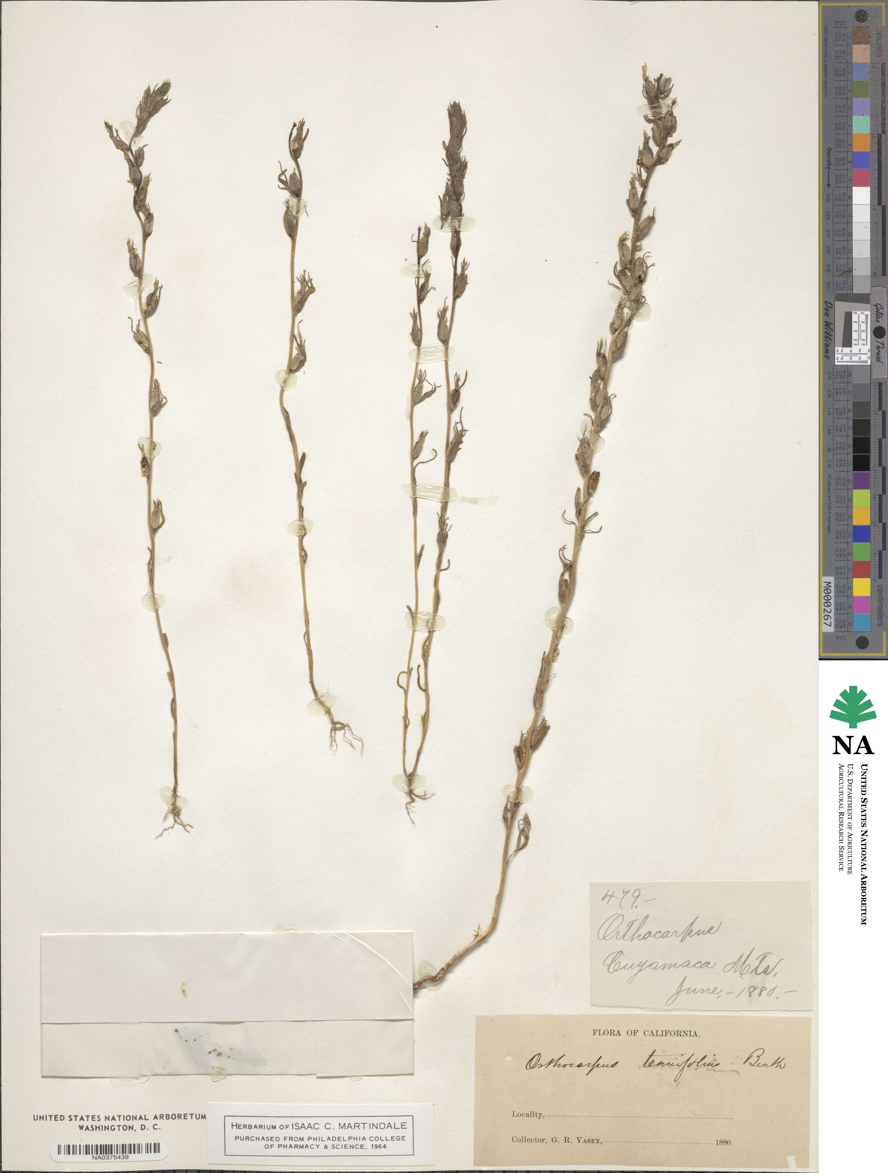 Orthocarpus tenuifolius image