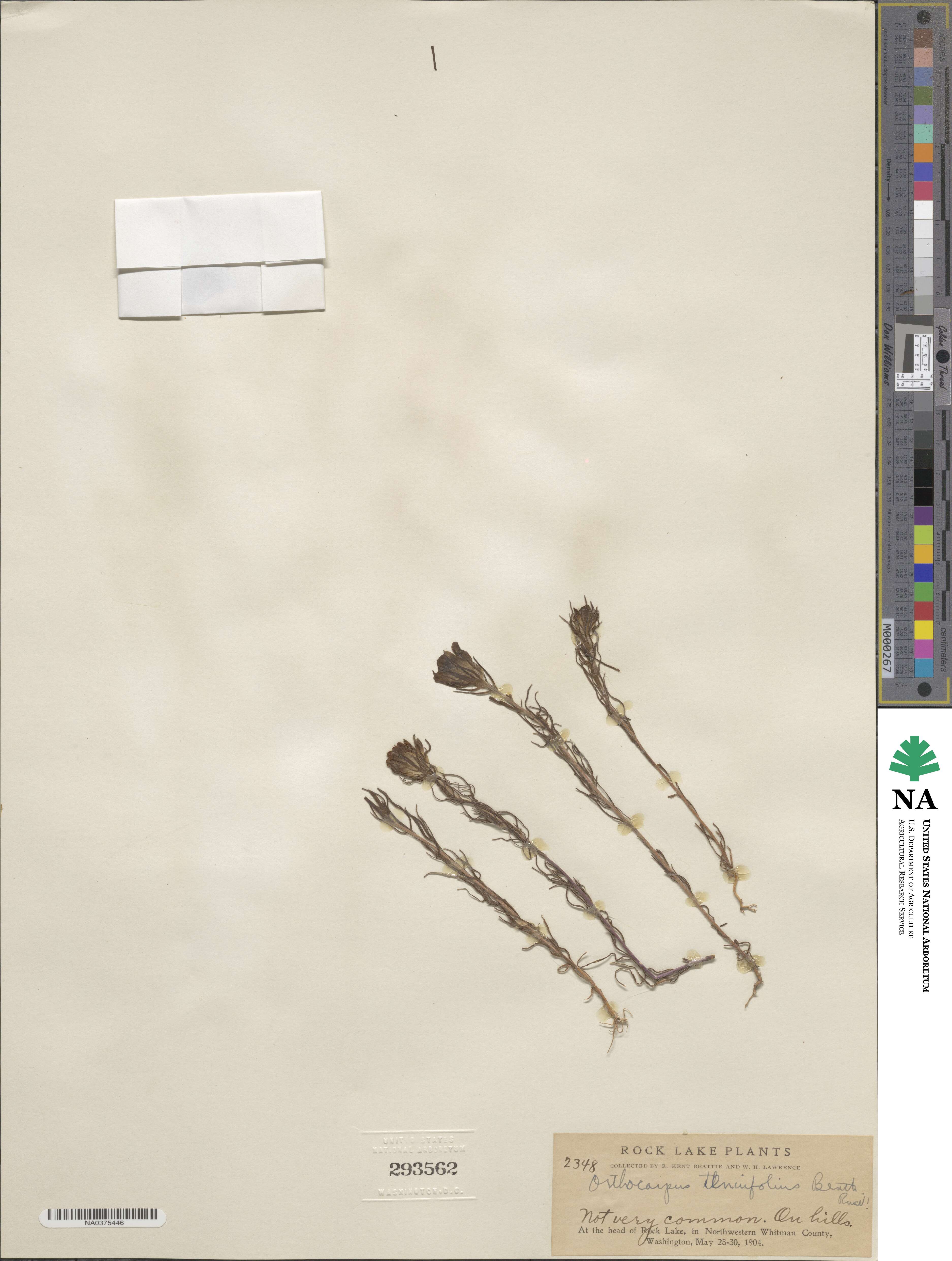 Orthocarpus tenuifolius image